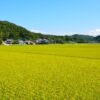 糸島の田園風景