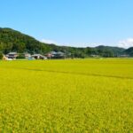 糸島の田園風景