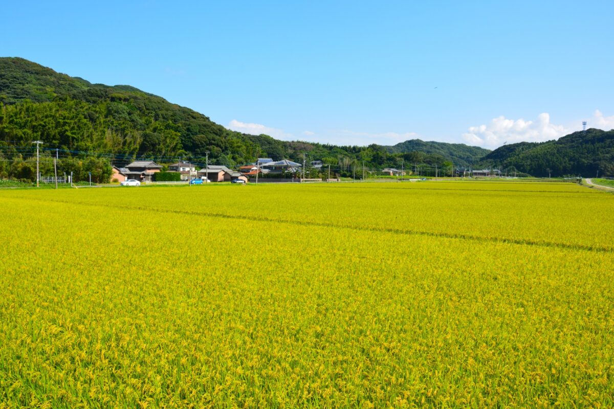 糸島の田園風景