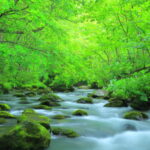 奥入瀬渓流／青森県