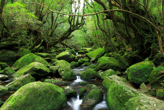 屋久島（白谷雲水峡）／鹿児島県
